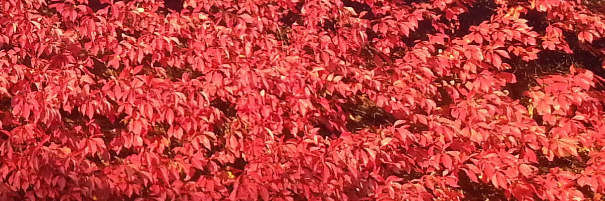 Oracle Application Express 20.1