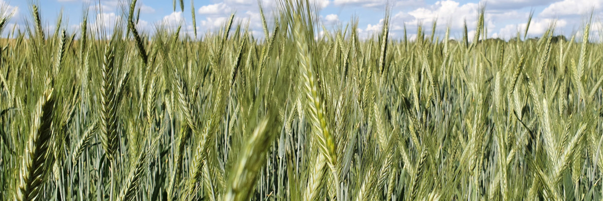 Apache Spark z wykorzystaniem języka Scala