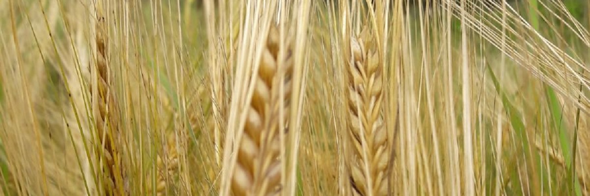 Big Data i platforma Hadoop – wprowadzenie